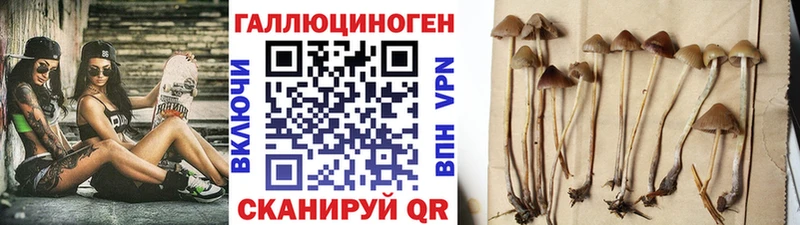 Псилоцибиновые грибы Cubensis  Купить где  Северобайкальск 
